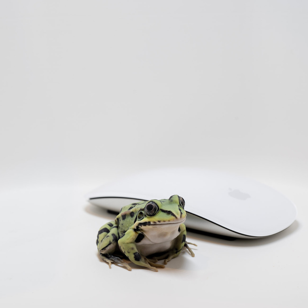 Full-color frog print next to a computer mouse for scale
