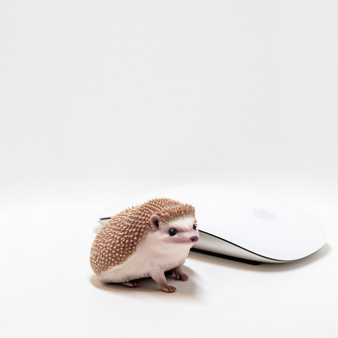 Full-color hedgehog print next to a computer mouse for scale